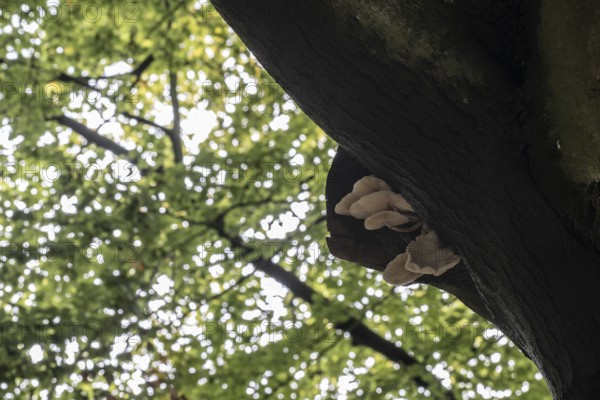 Ringed beech slime moulds (Oudemansiella mucida) on old copper beech (Fagus sylvatica), Emsland,