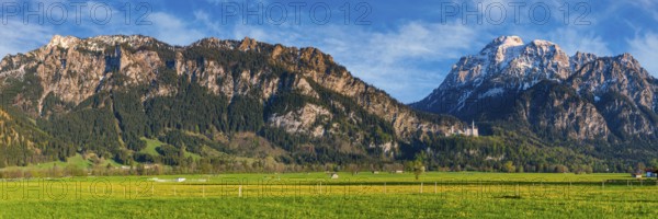 Dandelion (Taraxacum sect. Ruderalia) in spring, meadow near Hopfensee, behind it the Säuling,