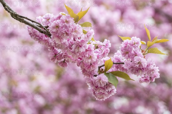 Japanese flowering cherry (Prunus serrulata Kanzan), Emsland, Lower Saxony, Germany, Europe