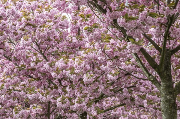 Japanese flowering cherry (Prunus serrulata Kanzan), Emsland, Lower Saxony, Germany, Europe