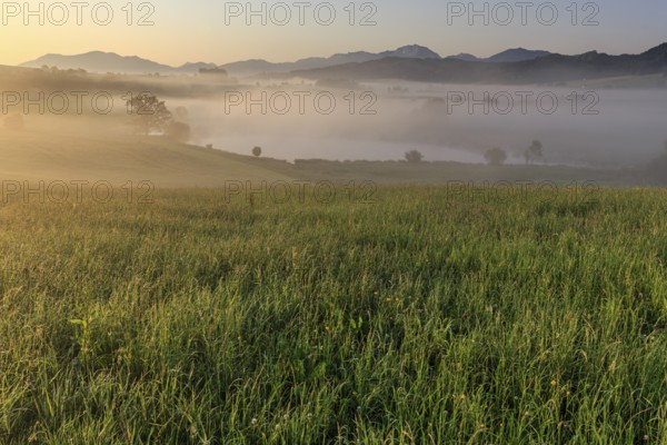 Morning fog with meadow and mountains, view of Benediktenwand, Alpine foothills, Bavaria, Germany,