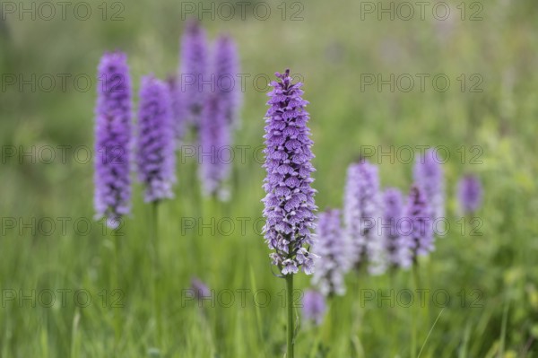 Southern marsh orchid (Dactylorhiza praetermissa), Emsland, Lower Saxony, Germany, Europe
