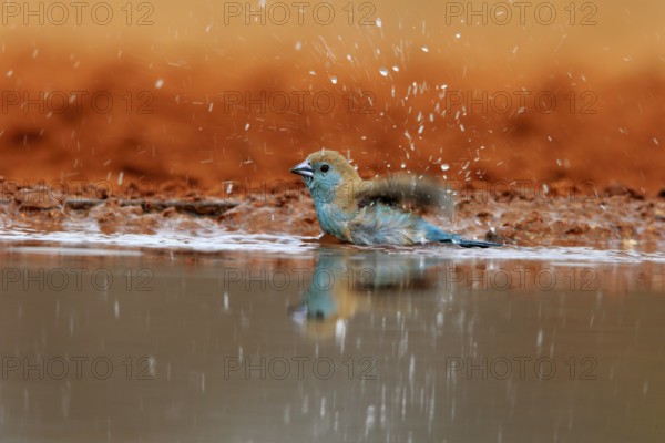 Angolan butterfly finch (Uraeginthus angolensis), blue-eared butterfly finch, adult, at the water,