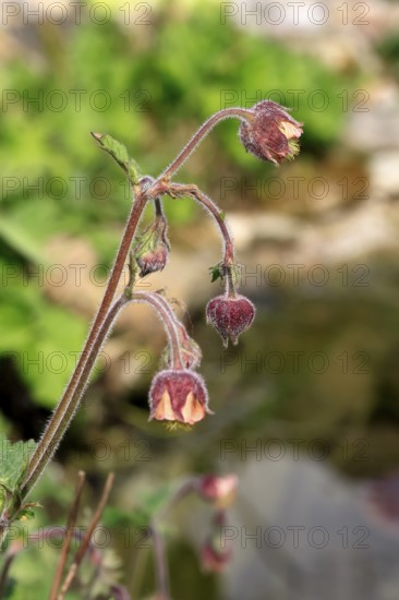 Water avens (Geum rivale), flower, blooming, at a pond, Ellerstadt, Germany, Europe