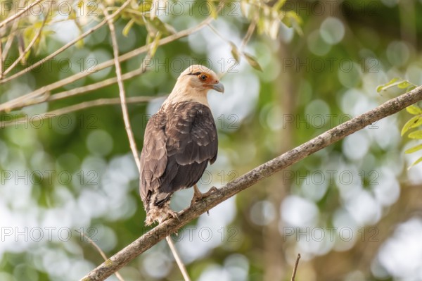 Yellow-headed caracara (Milvago chimachima), sitting on a branch in the rainforest, Corcovado