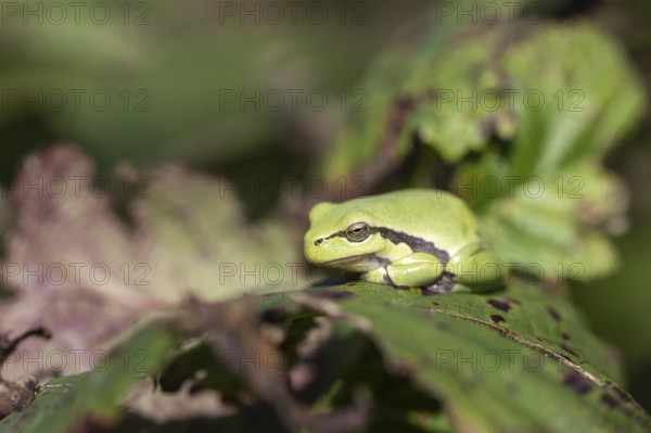 Tree frog (Hyla arborea), Lower Saxony, Germany, Europe
