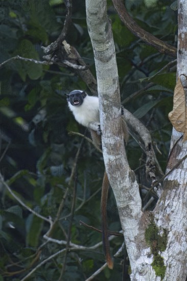 Brazilian bare faced tamarin, Saguinus bicolor, Amazon basin, Brazil, South America