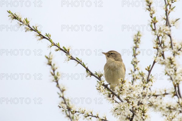 A common chiffchaff (Phylloscopus collybita) sitting on a flowering branch against a bright sky,