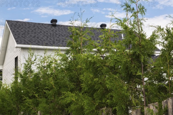 Thuja occidentalis - White Cedar hedge branches growing through wood plank property line fence in