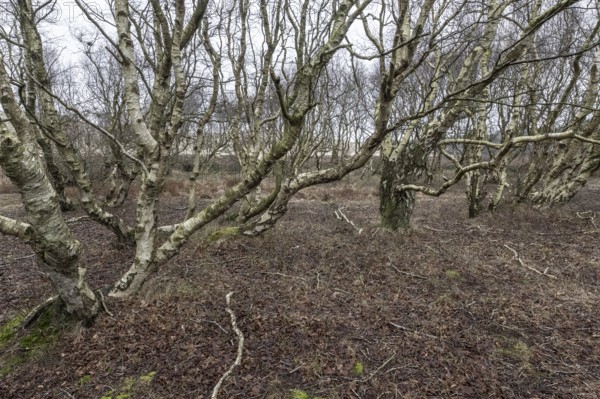 Birch trunks (Betula pendula), Amrum, Schleswig-Holstein, Germany, Europe
