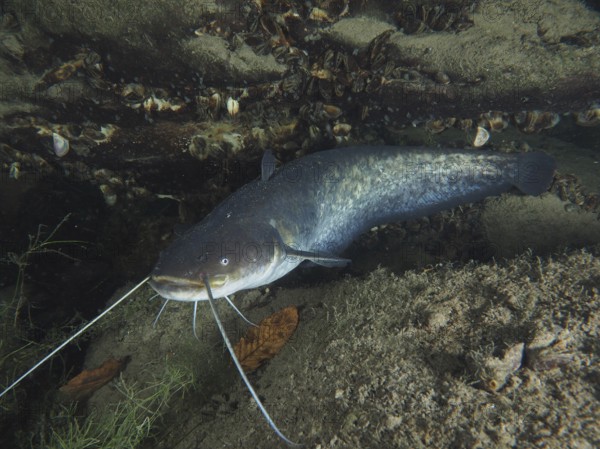 A catfish (Silurus glanis), Waller, swimming over sandy bottom, surrounded by shells and leaves,