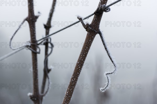 Icy branches of a grapevine along a wire in a frosty winter landscape, Reif, Rems Valley,