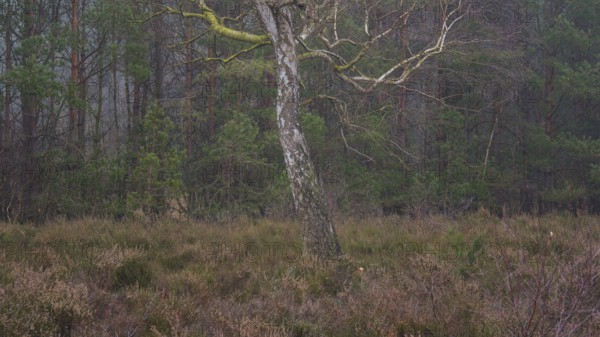 View of a single bike standing alone on a heath area, landscape photo, nature photo, flora, fauna,