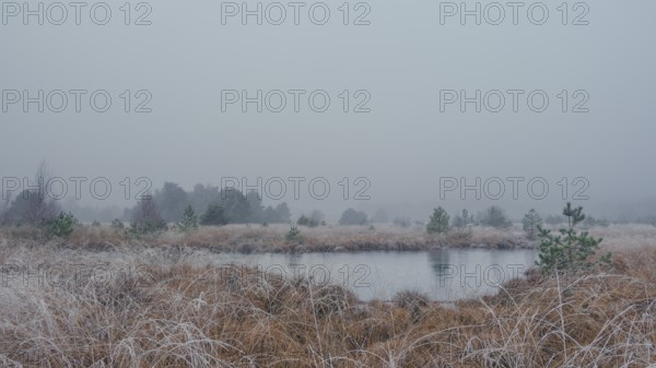 View of a frozen pond in the moor with hoarfrost frozen vegetation, landscape photo, nature photo,