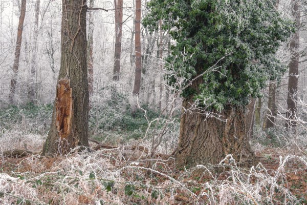 View of a damaged tree frozen with hoarfrost and a tree overgrown with ivy, landscape photo, nature