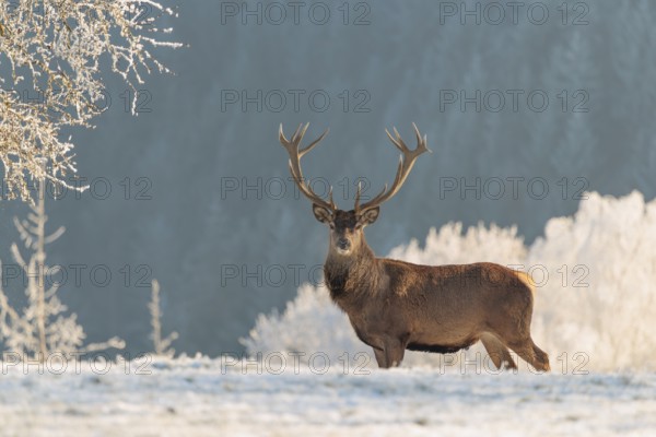 A red deer stag (Cervus elaphus) stands in the first light of day on a meadow covered in hoar frost