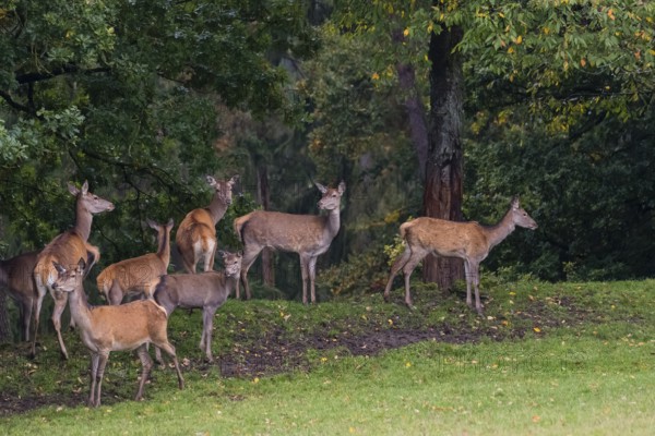 A herd of red deer (Cervus elaphus) stands on a meadow on hilly ground at a forest edge