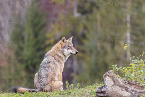 A female eurasian grey wolf (Canis lupus lupus) sits on green meadow on top of a hill