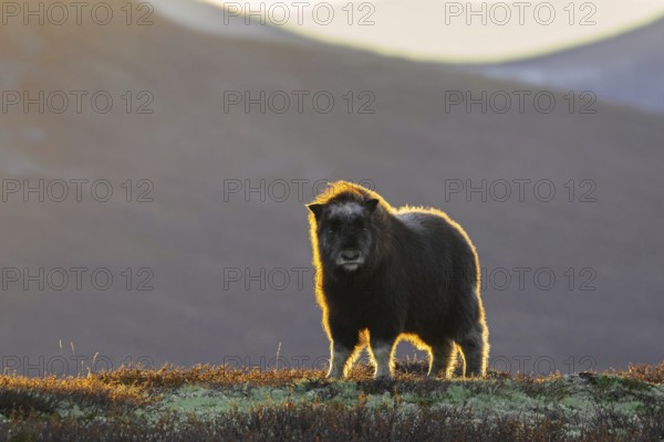 Muskox (Ovibos moschatus) calf on the tundra at sunset in autumn, fall, Dovrefjell–Sunndalsfjella