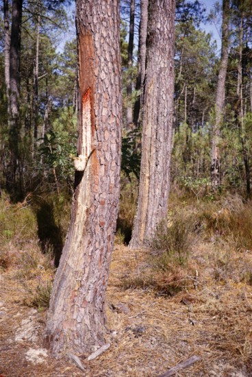 Eucalyptus resin extraction from pine trees, coniferous forests of the Landes de Gascogne, France