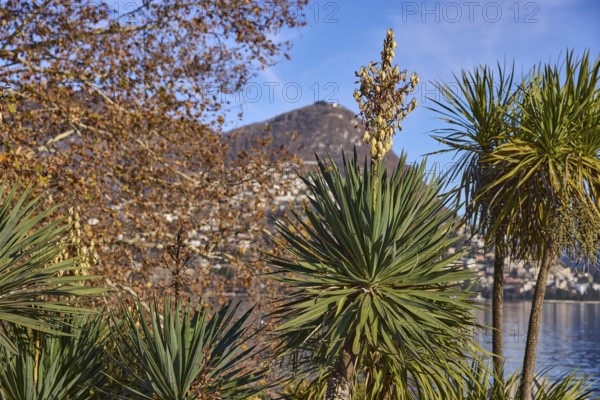 Palm lilies (Yucca), blossom, mountains, trees, depth of field, blue sky, Lake Lugano, Lugano,