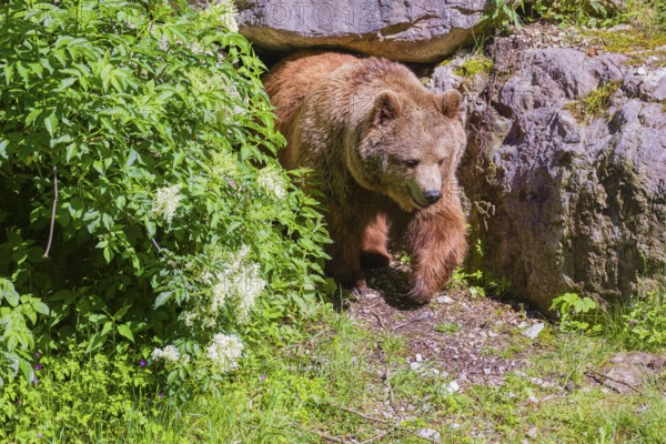 A female Eurasian brown bear (Ursus arctos arctos) leaves her den under an elderberry bush