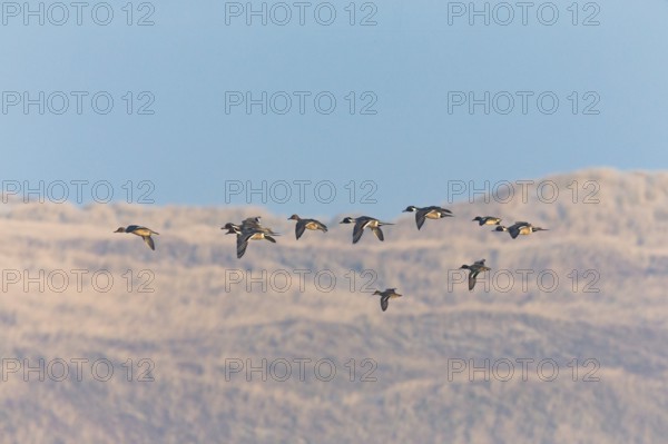 Pintails (Anas acuta), flock of birds in flight, island of Texel, Holland