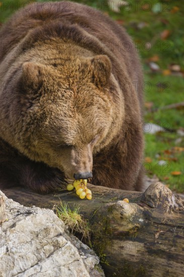 An adult female brown bear (Ursus arctos arctos) sniffes on grapes lying on a rotting fallen tree