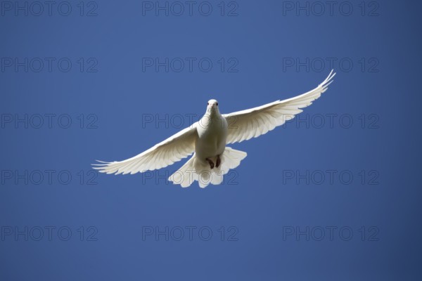 White or Release dove (Columba livia domestica) adult bird flying against a blue sky, England,