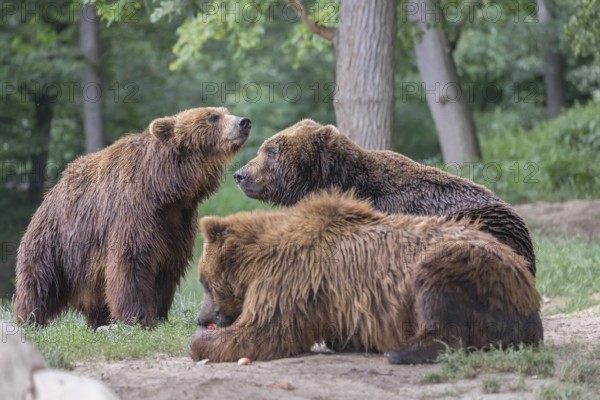 Three Kamchatka brown bears (Ursus arctos piscator), resting in a forest. Some green vegetation in