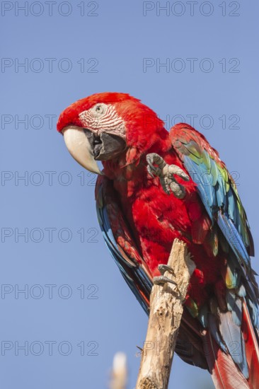 One scarlet macaw (Ara macao) sitting on a branch with a blue sky in the background. Bright