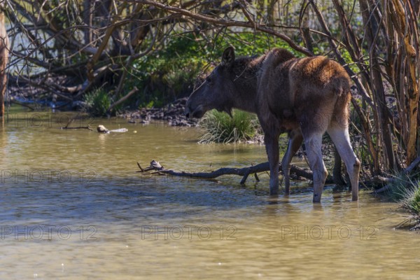 One adult female moose or elk, Alces alces, stands in the shallow water of pond in the shadow of a