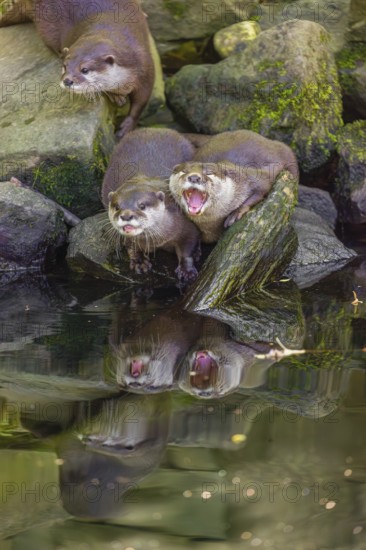 Three oriental small-clawed otter or Asian small-clawed otter (Aonyx cinerea) are standing on a