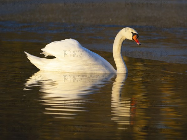 Mute Swan, (Cygnus olor), adult male, swimming on a lake, with its reflection in the water, with