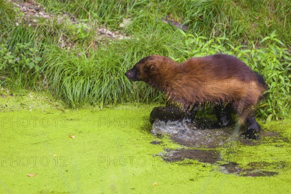 A wolverine, (Gulo gulo), stands in the water of a small pond, covered with duckweed