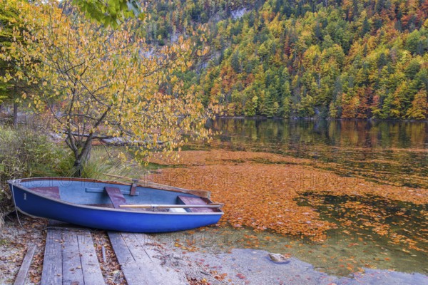 A rowing boat lies ashore of Lake Toplitz, forest in full autumn colors, Austria, Europe