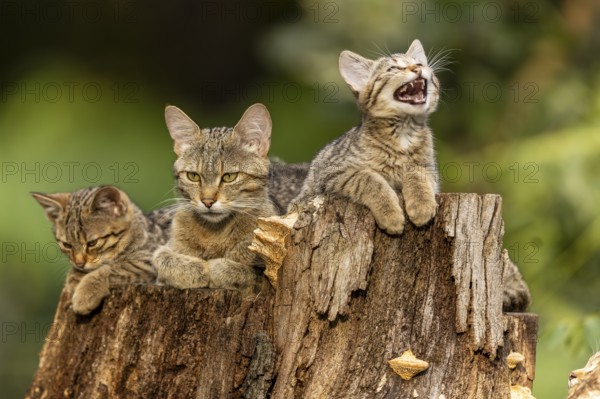Three cats on a tree trunk. One cat is meowing, the others are quiet, wild cat (Felis silvestris),