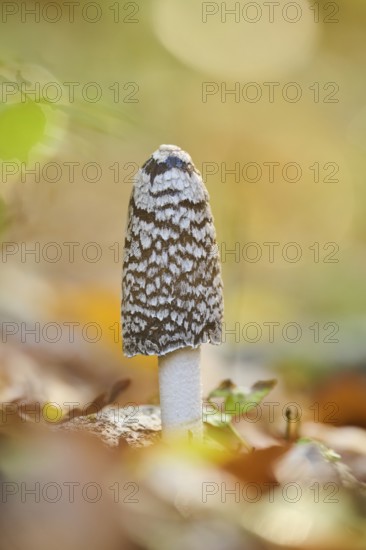 Magpie mushroom (Coprinopsis picacea) growing in a forest in autmn, Bavaria, Germany, Europe