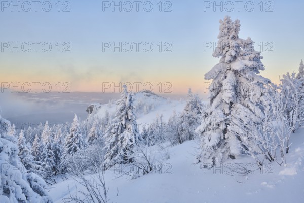 Frozen norway spruce or European spruce (Picea abies) tree at sunrise on mount Arber, Bavarian