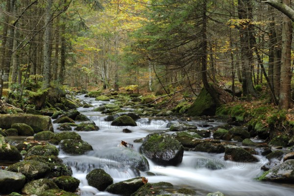 A beautiful stream runs through a colourful autumn forest with moss-covered stones, Kleine Ohe,