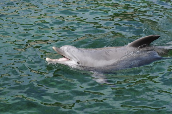 A dolphin swims through the clear water, Bottlenose dolphin (Tursiops truncatus), captive