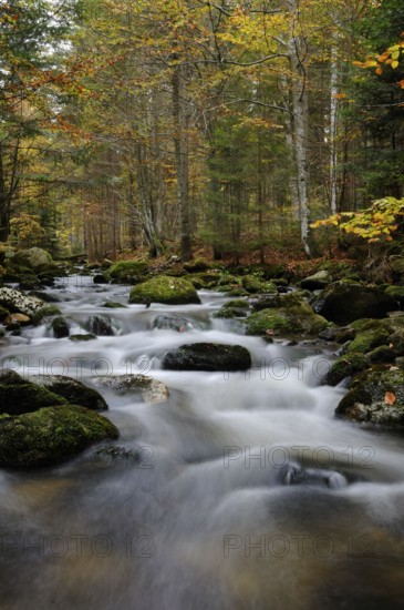 A stream flows through a dense forest, surrounded by colourful autumn leaves and a stony shoreline,