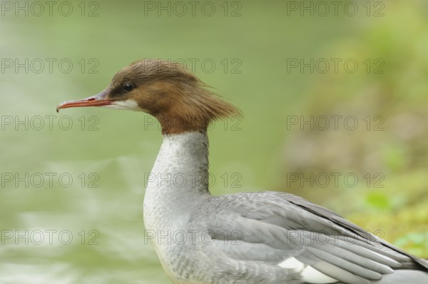 Goosander female gazes lost in thought over the water with a green backdrop, Goosander (Mergus