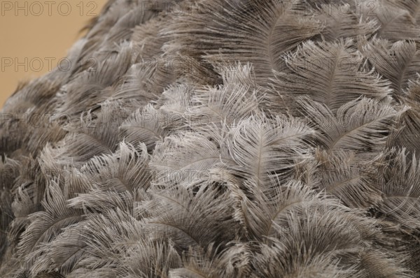 Close-up of brown and beige feathers with detailed texture and natural pattern, Nandu (Rhea