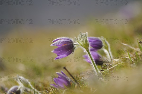 Purple Pasque flowers (Pulsatilla vulgaris) in the gentle spring breeze on a green meadow, Upper