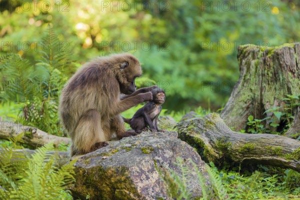 One female Gelada (Theropithecus gelada), or bleeding-heart monkey sits on a rock grooming her baby