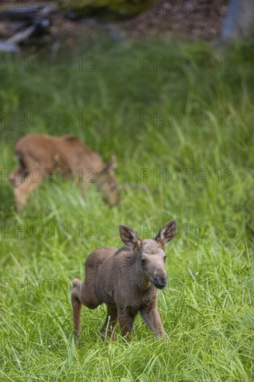 Two baby moose or elk, Alces alces, (19 days old, born May 8, 2020 standing on a meadow with tall