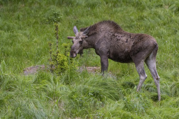One adult male moose or elk, Alces alces, walking over a meadow with tall fresh green grass, eats