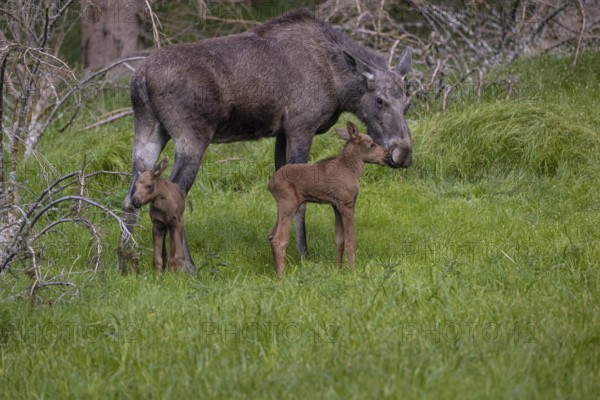 One adult female moose or elk, Alces alces, with two baby moose (8 days old, born May 8, 2020)