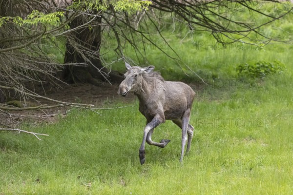 One adult female moose or elk, Alces alces, running, chasing away a male moose to protect her two